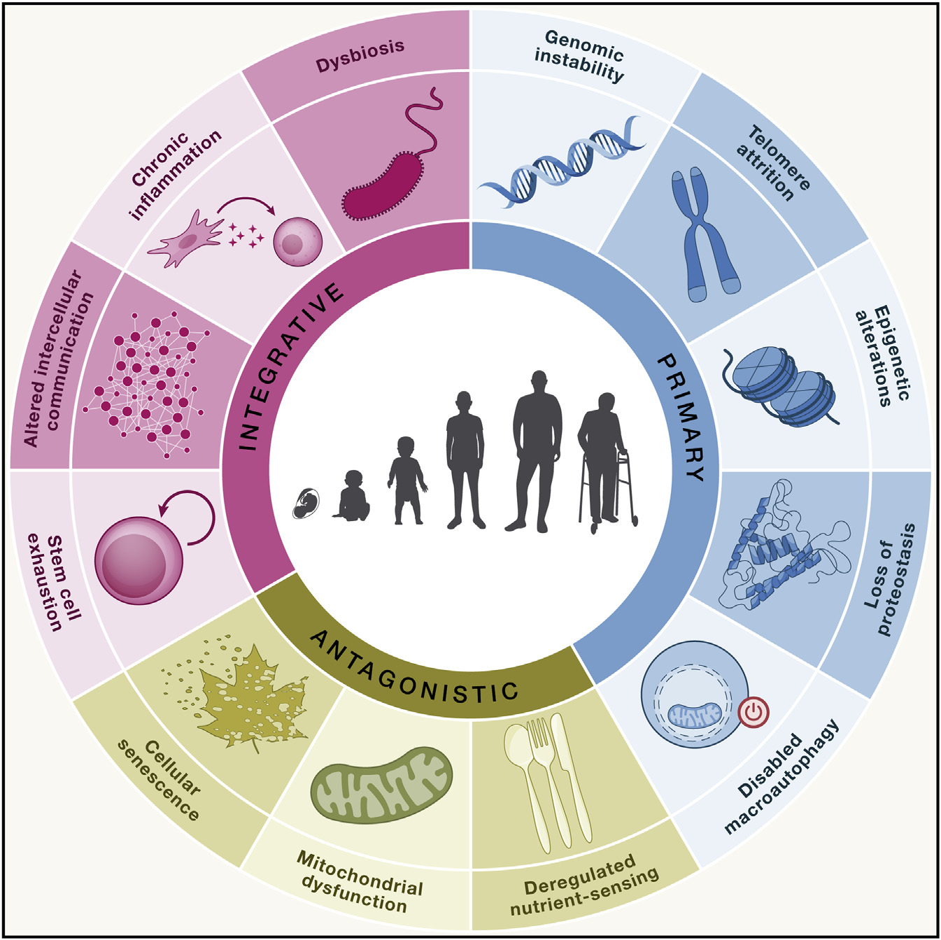 The 12 Hallmarks of Aging