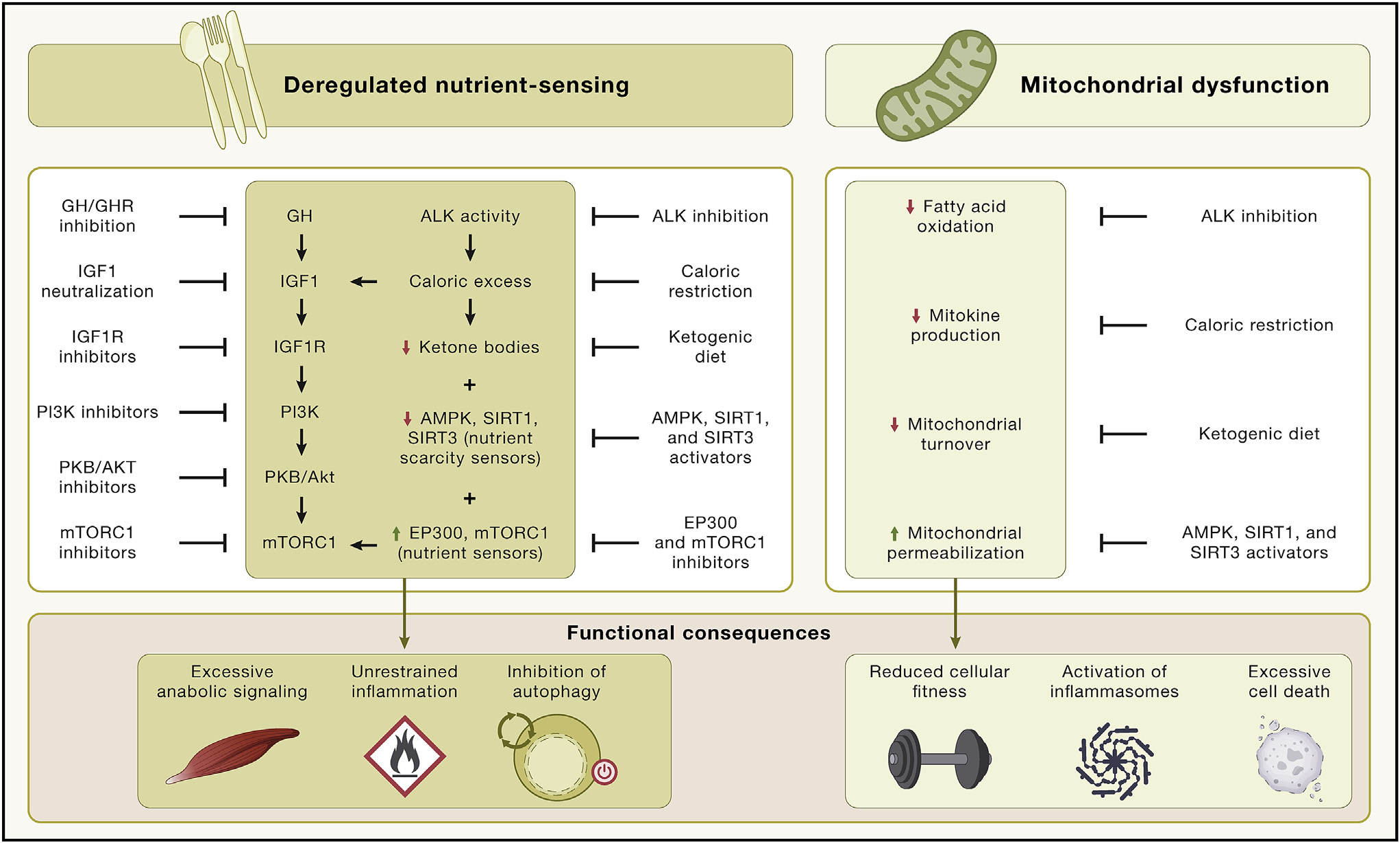 Deregulated nutrient-sensing and mitochondrial dysfunction pathways