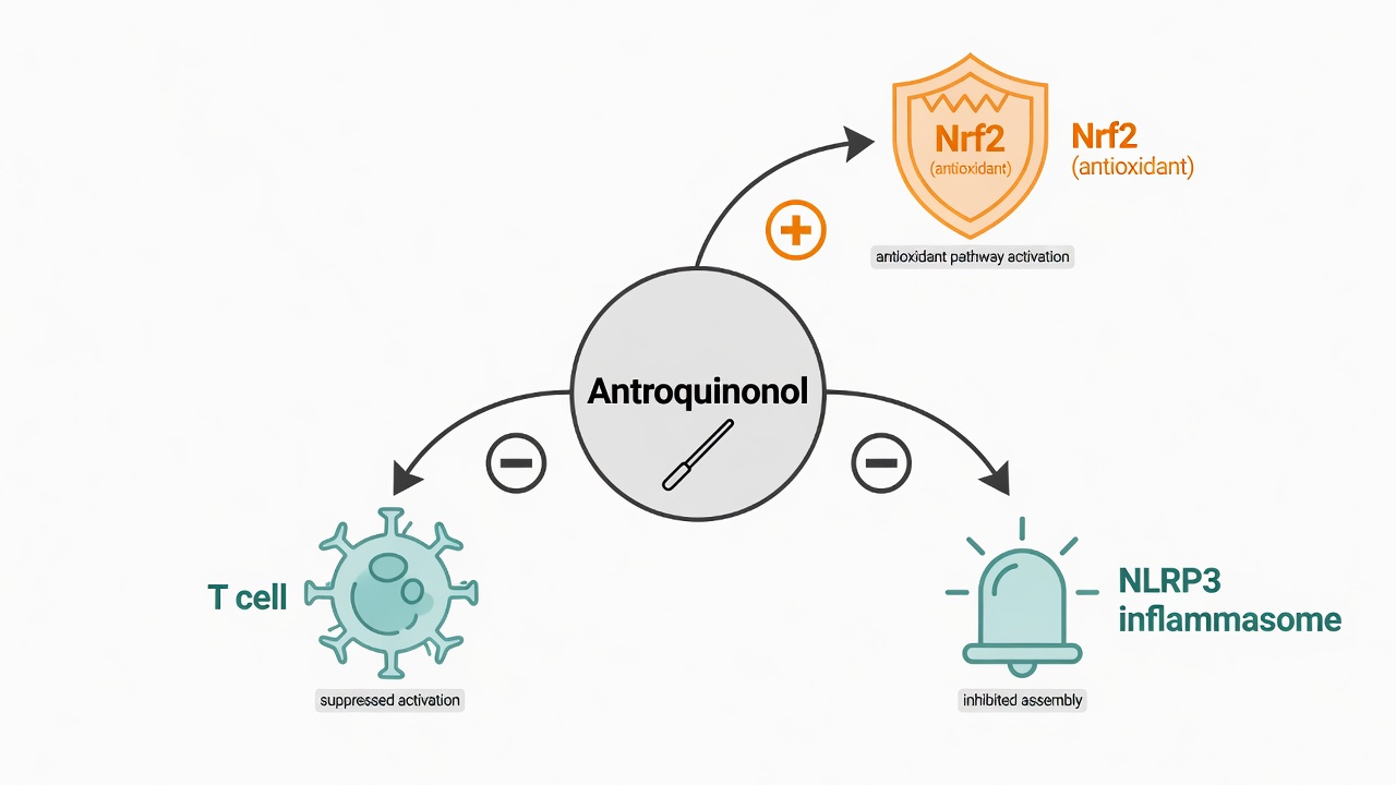 Antroquinonol 同時動三條路徑：向上啟動 Nrf2 抗氧化、向下壓住 T 細胞與 NLRP3 發炎小體