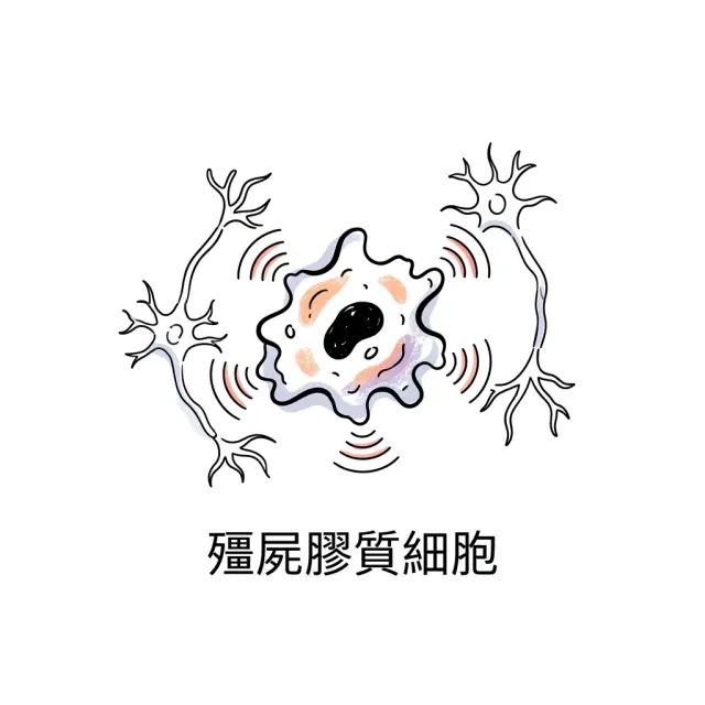 大腦裡的殭屍細胞——衰老膠質細胞如何吃掉你的記憶