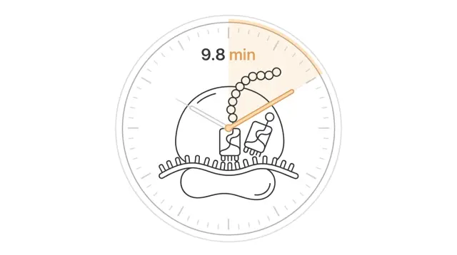 The Speed Limit of Cell Division: One Equation, Four Dials