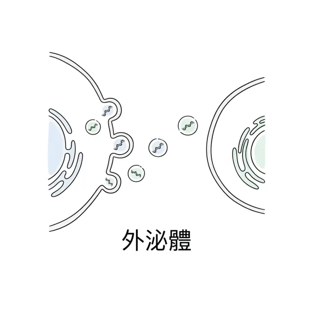 Exosomes — The "Youth Express" Between Cells That May Reverse Aging