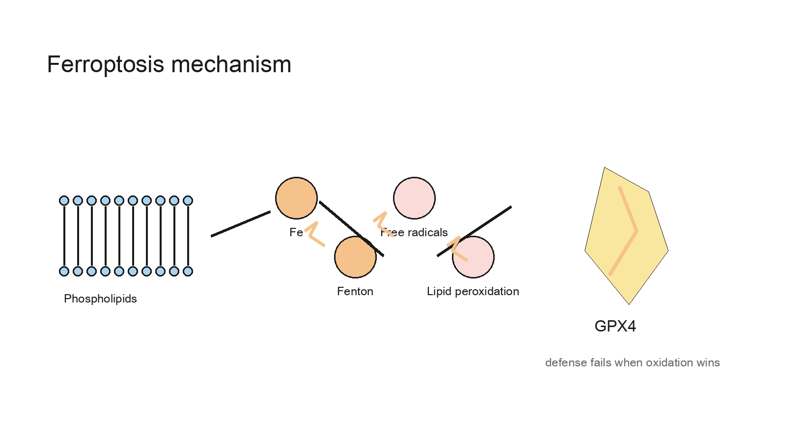 Lipid peroxidation and GPX4 defense