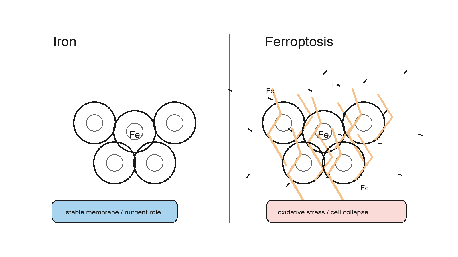 Iron as nutrient and trigger of cell death