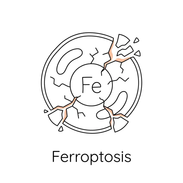 鐵鏽殺手 Ferroptosis——正在加速你老化的隱形兇手