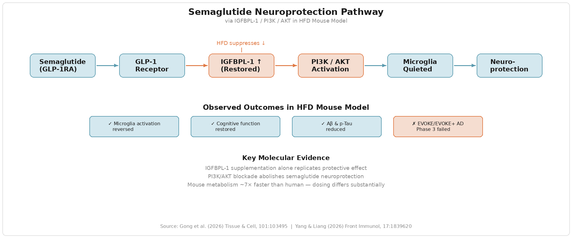 圖 1:Semaglutide 透過 IGFBPL-1/PI3K/AKT 路徑保護神經的分子機制。