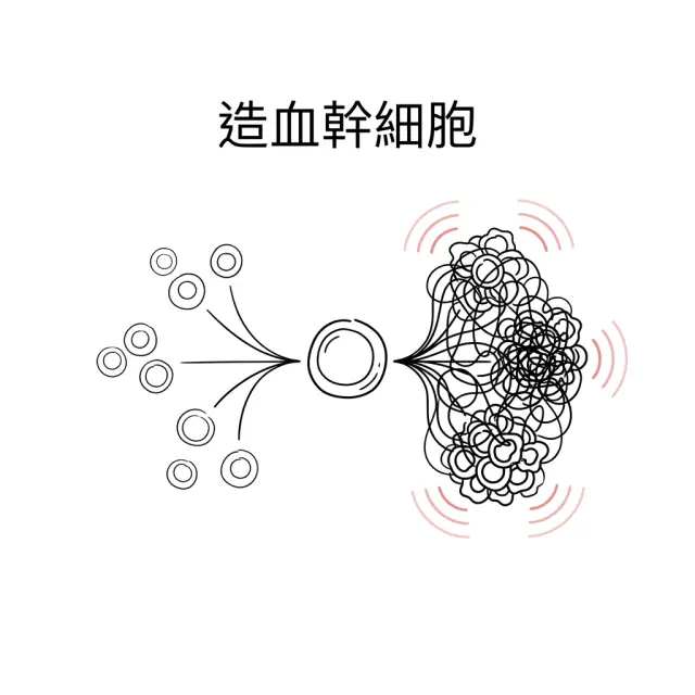 你的血液正在變老——造血幹細胞老化的連鎖效應