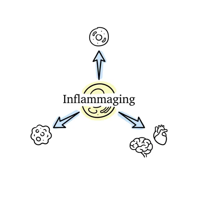 Inflammaging: Why Chronic Inflammation Is the Most Powerful Engine of Aging