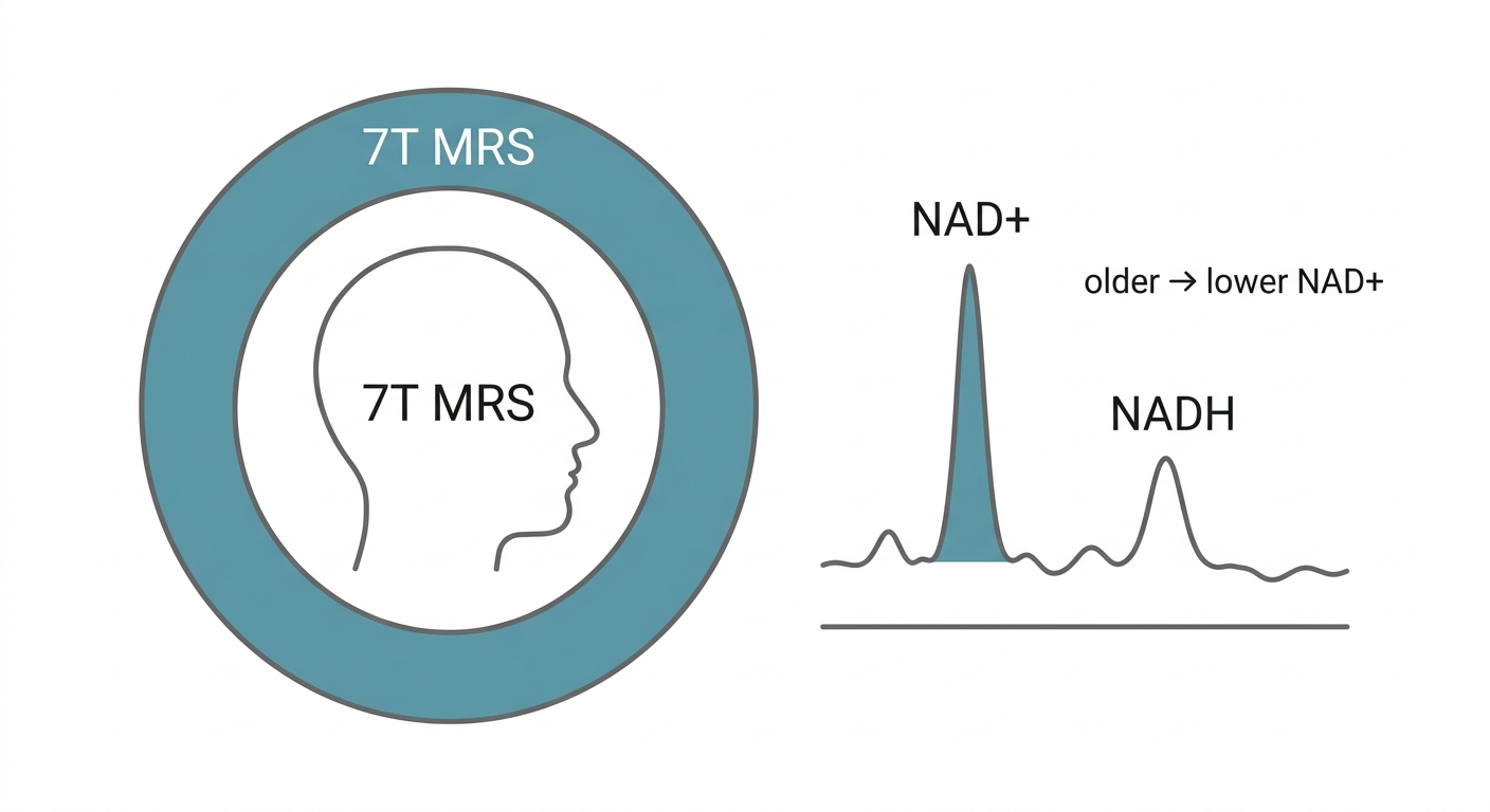7T MR spectroscopy reads NAD⁺ and NADH