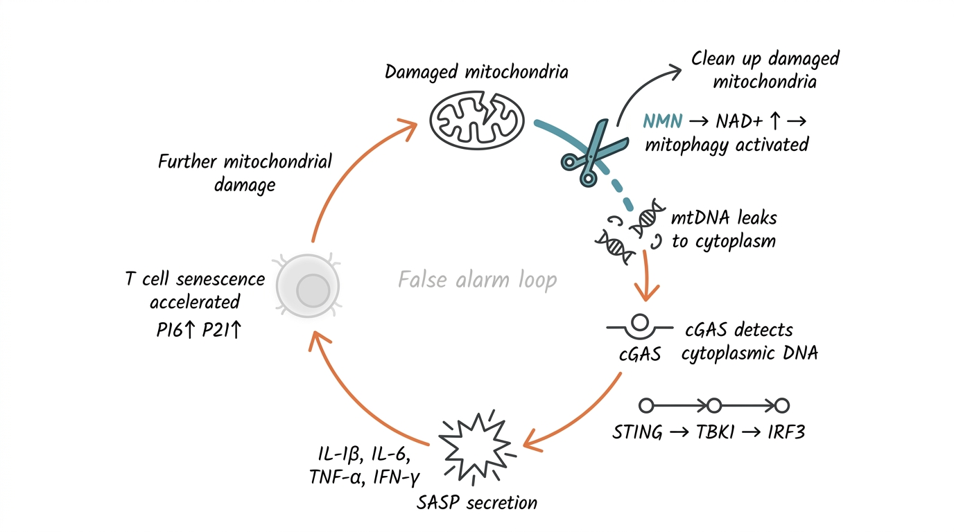 Mitochondrial damage → mtDNA leak → cGAS-STING activation → T cell senescence; NMN interrupts via mitophagy