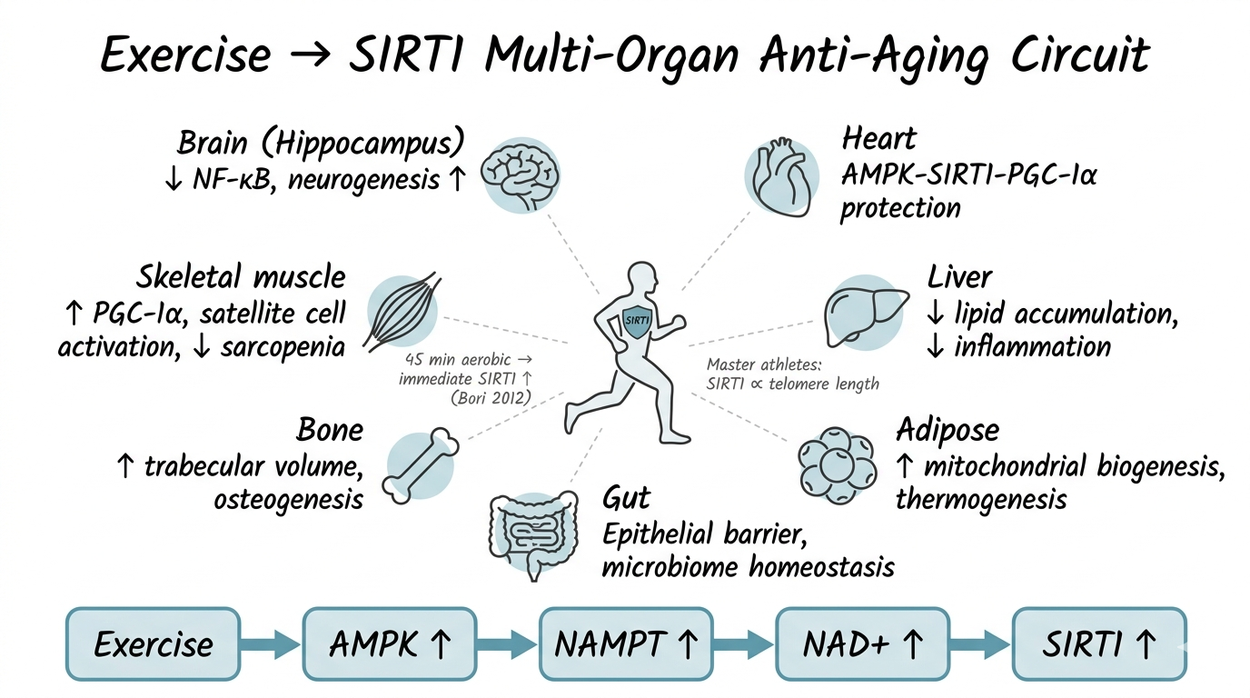 your-immune-system-is-running-out-of-fuel-nmn-moves-from-supplement