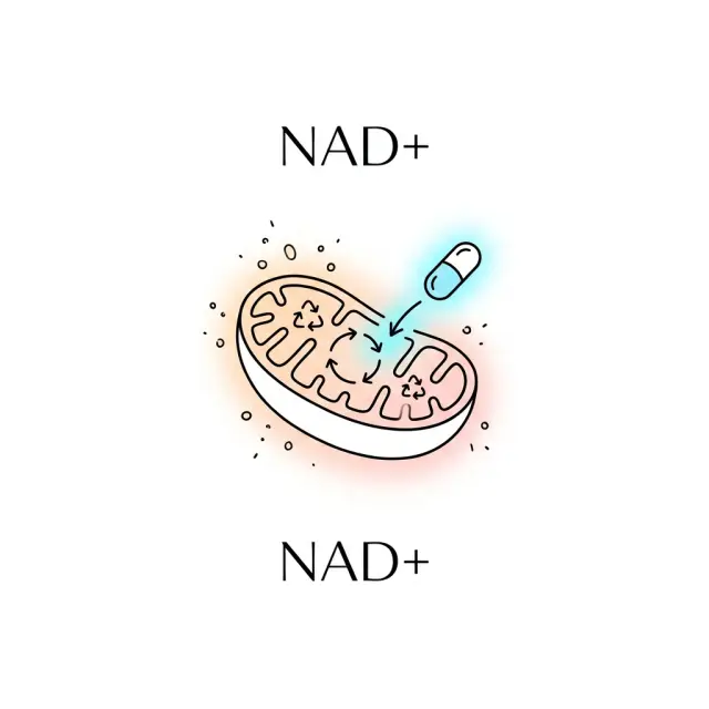 粒線體能量工廠的「燃料回收」：NAD+ 如何讓細胞重啟青春？