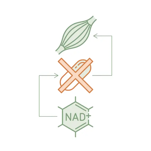 NAD+ 補充救肌肉？2025 年兩篇重磅論文打臉主流敘事