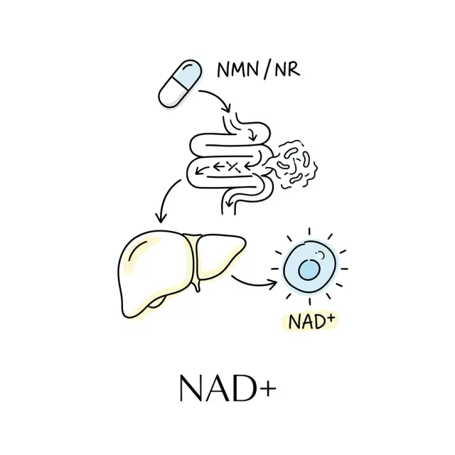 NAD+ Supplements: Can NMN Actually Reverse Aging? What the Science Says