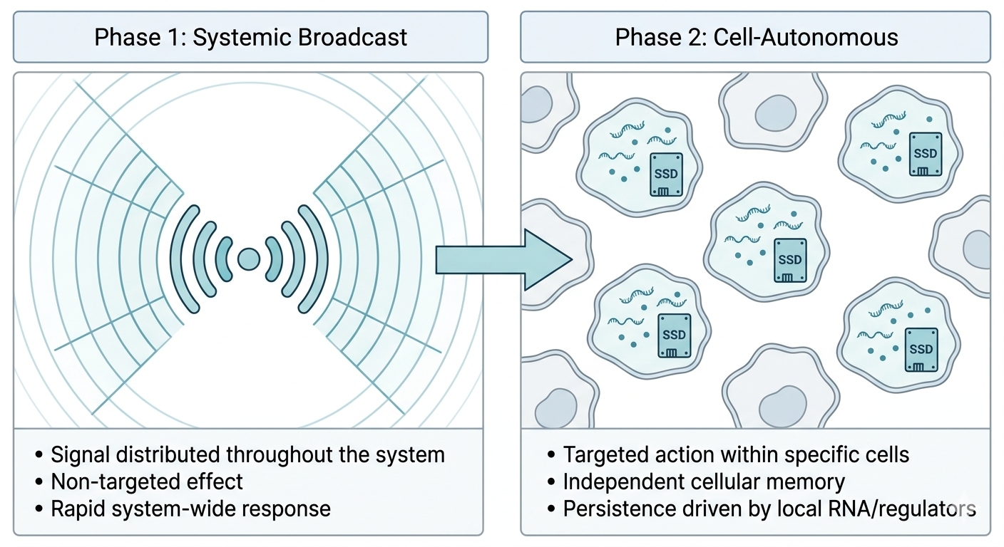 Two-phase RNA memory mechanism