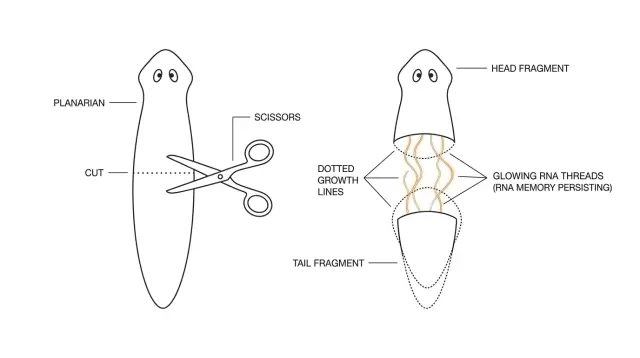 Slice a Flatworm Into Pieces. Its RNA Memory Still Survives.