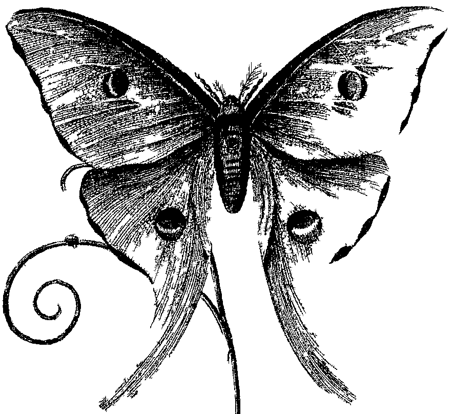Engraving of a moth with spread wings, an eye spot on each wing and long tails trailing from the hind wings.
