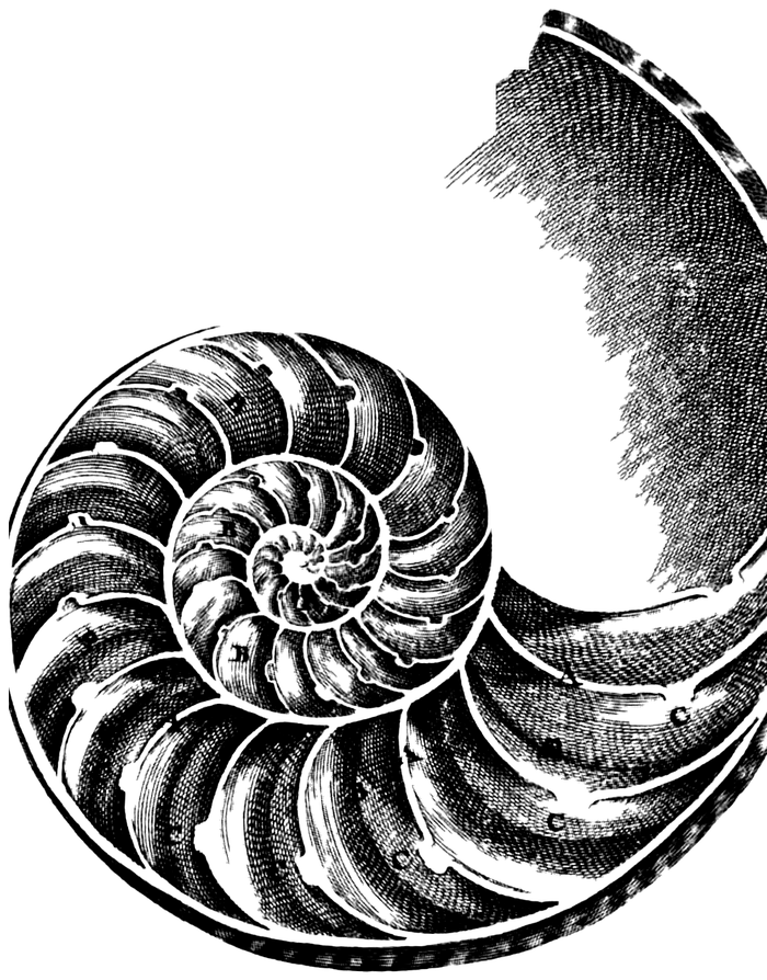 Engraving of a nautilus shell sawn in half, its spiral of chambers shrinking toward the centre.