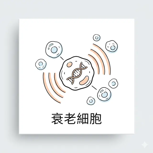 衰老細胞不是垃圾——它們是身體的暗黑指揮官