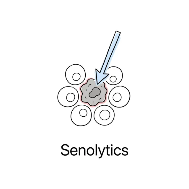 Senescent Cells Are Not Garbage — They Are the Body's Dark Commanders