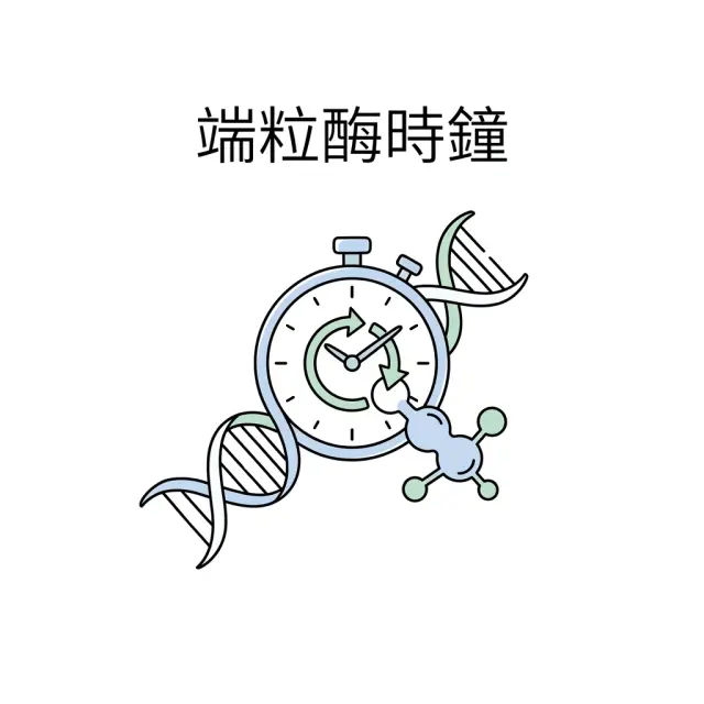 逆轉生物時鐘——端粒酶重啟與表觀遺傳年齡的新證據